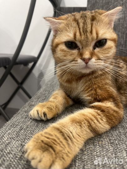 Шотландская вислоухая кошка