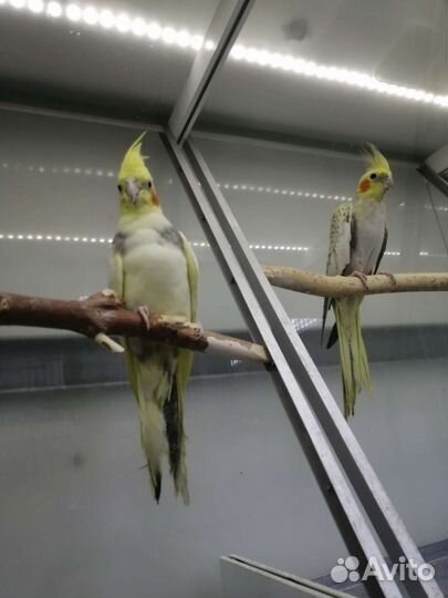 Птенцы волнистый попугай, Корелла, Розелла