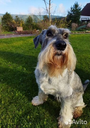 Миттельшнауцер Жордин, 10 лет,в ответственные руки