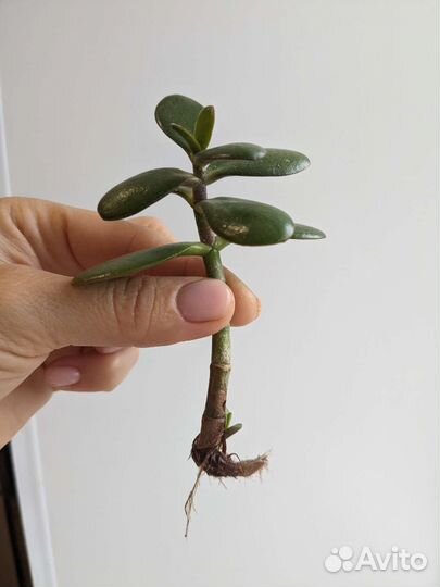 Толстянка, фикус Бенджамин