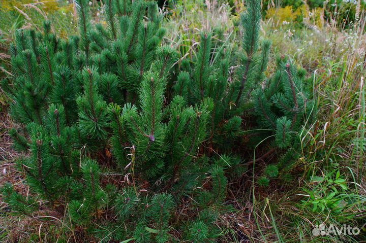 Сосна горная