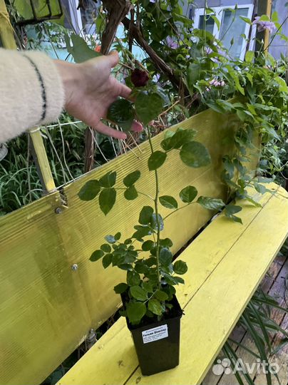 Роза Английская Уильям Шекспир