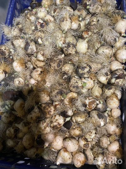 Луковица тюльпана после выгонки