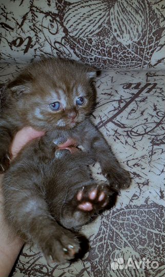 Милашки Шотландские