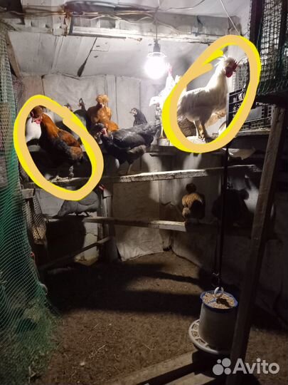 Молодые петухи