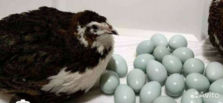 Инкубационное яйцо селадона