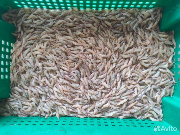 Креветка азовская сухой заморозки