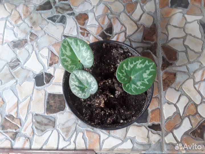 Детки альпийской фиалки