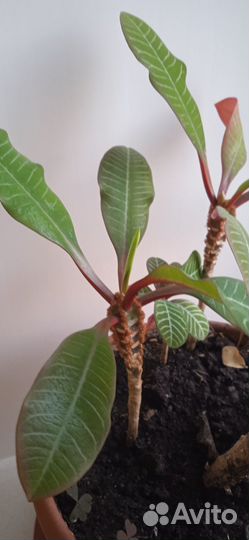 Кактус молочай