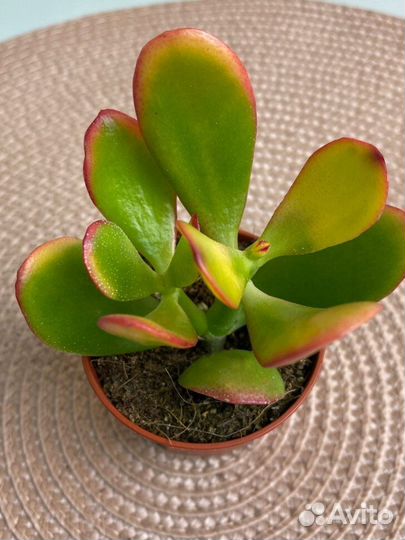 Излишки комнатных растений