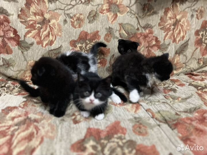 Котята шотландские