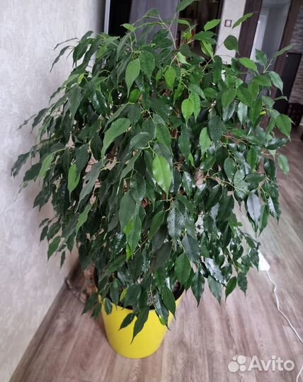 Фикус бенджамина