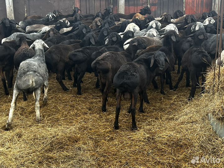 Бараны гиссары