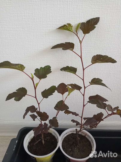 Декоративный кустарник. Пузыреплодник