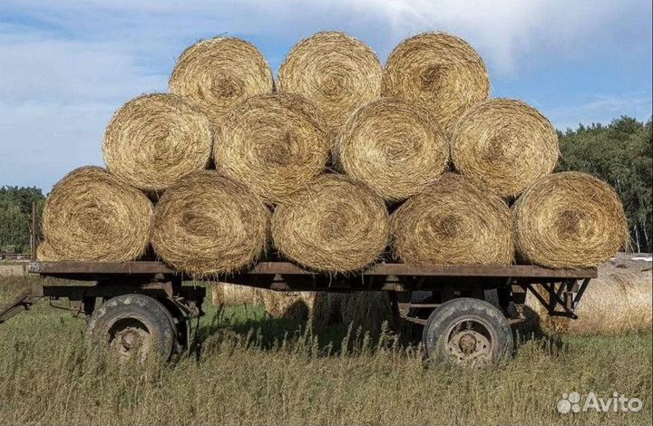Сено в рулонах 2023 года