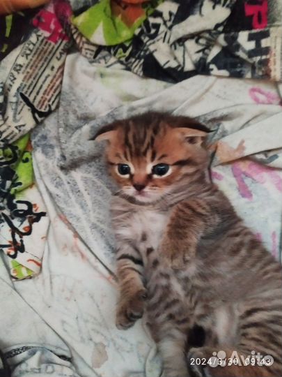 Шотландские котята