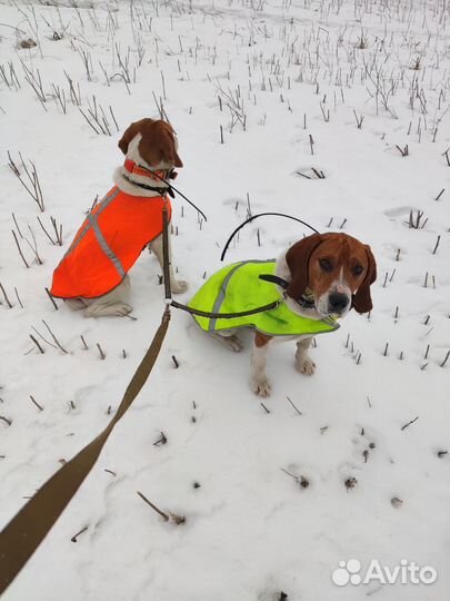 Эстонская гончая щенки