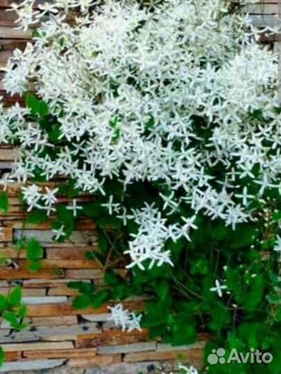 Клематис многолетний