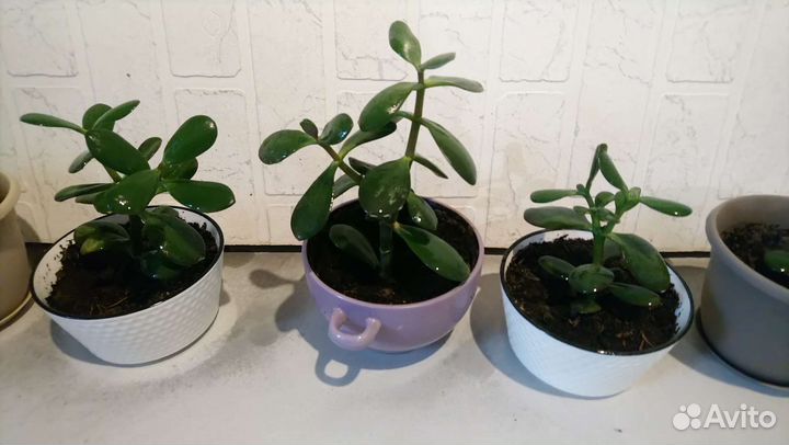 Лучший подарок - Денежное дерево (крассула, толс