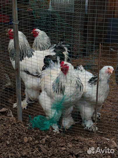 Петух брама