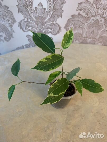 Фикусы набор