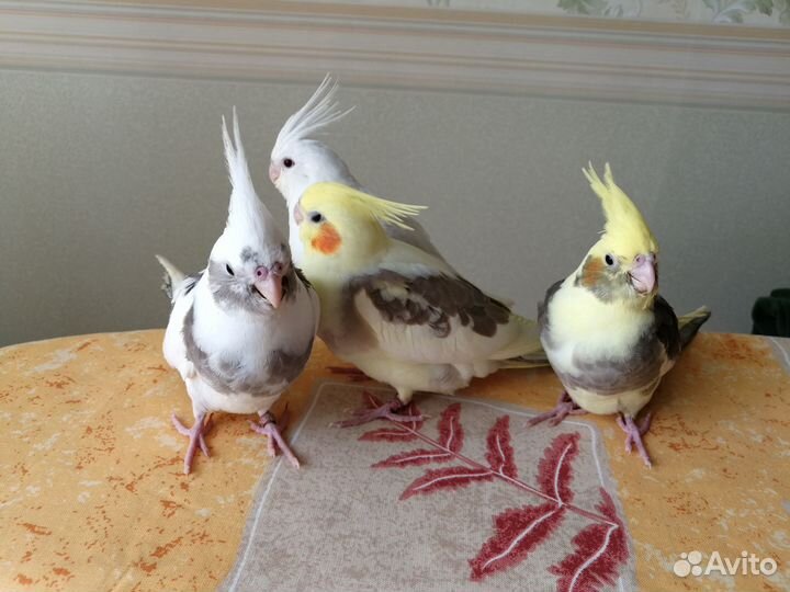 Птенцы кореллы выкормыши бронирование