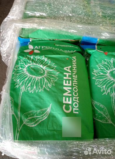 Семена подсолнечника Экселент - (Экспресс)