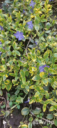 Мраморный барвинок