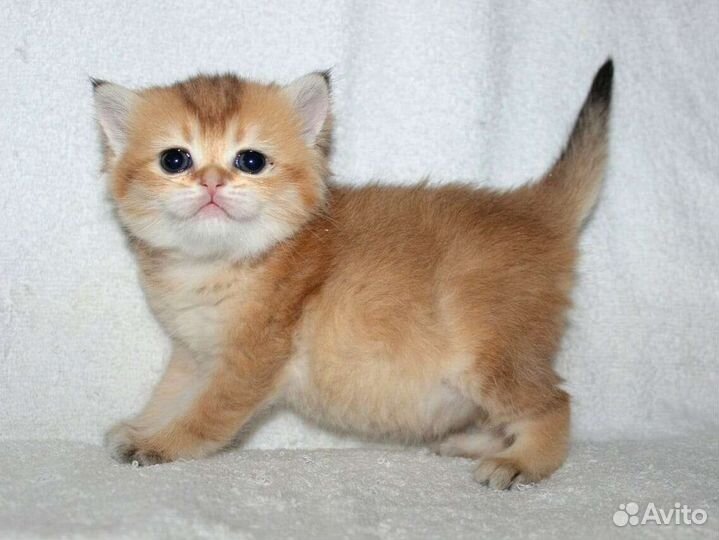 Британские котята