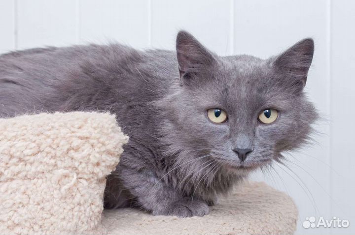 Котик нуждается в доме