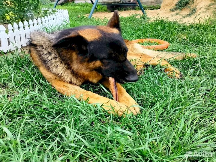 Фигурные лакомства. Сертифицированные