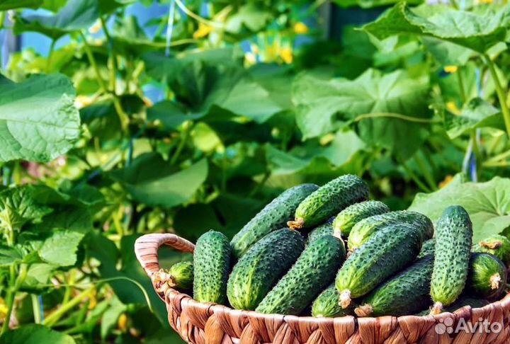 Капельная лента zelna (урожайная)