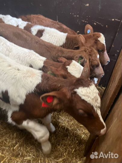 Телята бычки скот с доставкой до двора