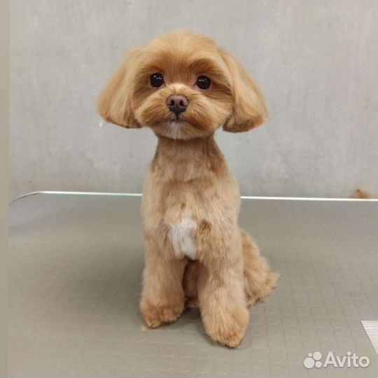 Стрижка собак и кошек в зоосалоне Пушистый франт