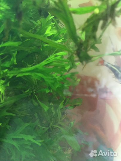 Растения в аквариум