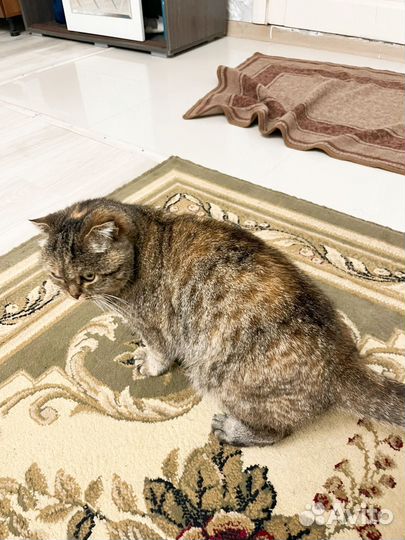 Шотландская Кошка