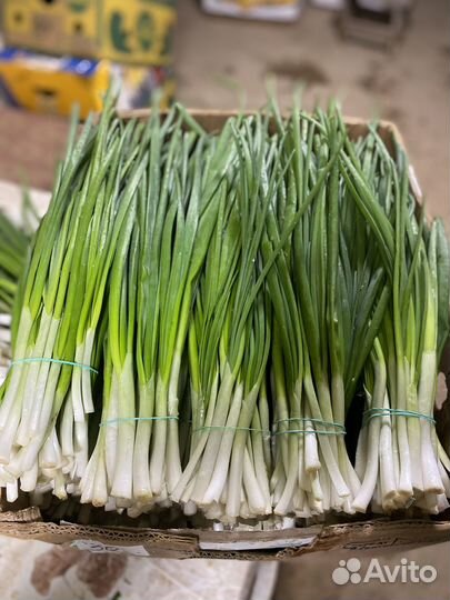 Лук Зелень