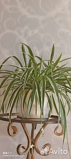 Хлорофитум хохлатый