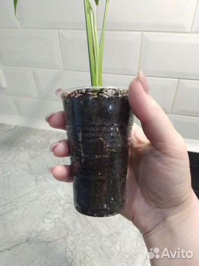 Спатифиллум