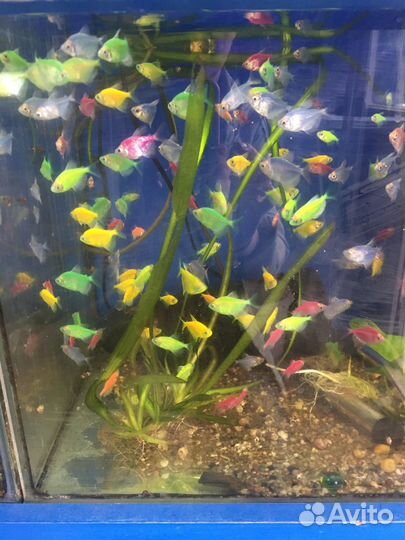Аквариумные рыбки