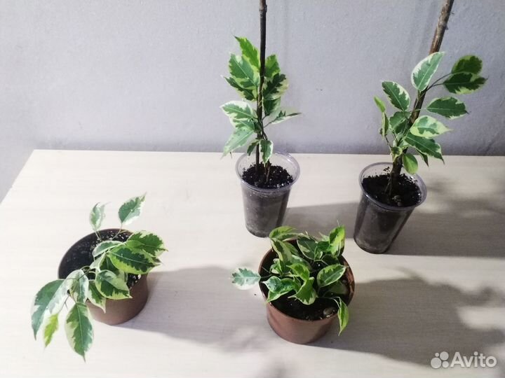 Фикус Бенджамина