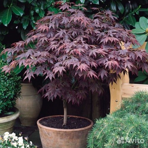 Японский клен