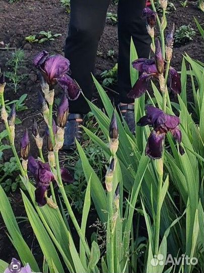 Ирисы цветы
