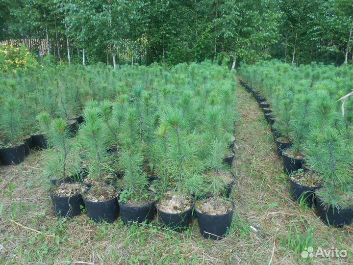 Саженцы сибирского кедра, ели голубой