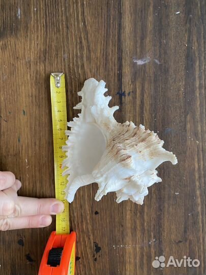 Ракушка морская для аквариума