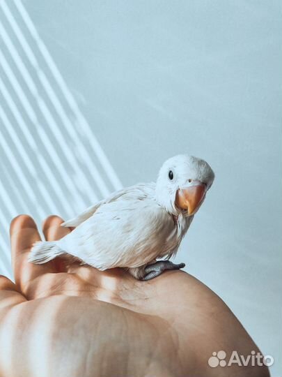 Поругай неразлучник ручной