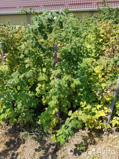 Саженцы малины