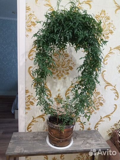 Комнатные цветы жасмин