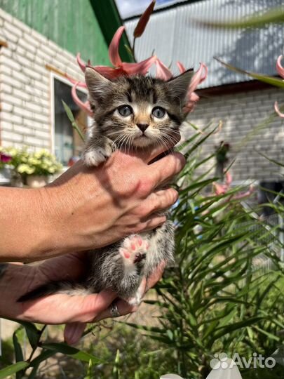 Котенок полосатик девочка в добрые руки