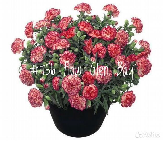 Гвоздика Вегетативная в Ассортименте